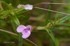 Impatiens brevicornis